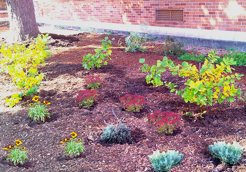 ARLETA-SCHOOL-GARDEN-BEDS-2013-2-