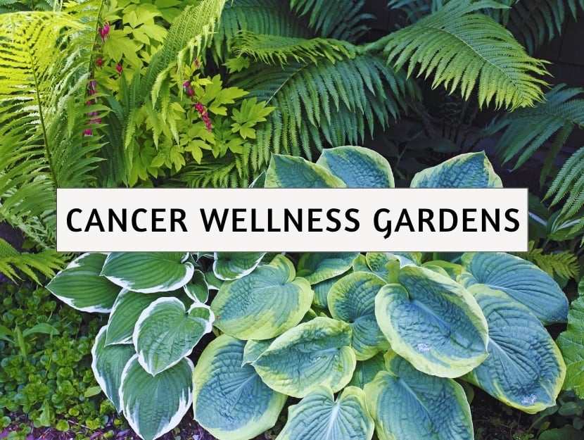stonybrook landscape design-cancer wellness gardens