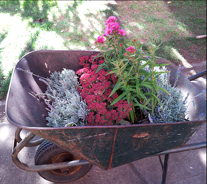WHEELBARROW-WITH-PLANTS-FROM-PORTLAND-NURSERY